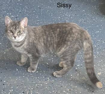 Rescue Domestic Short Hair Cats for Adoption in Ulster, Pennsylvania - Sissy | PetCurious