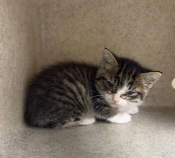 INDY BLUE -  Domestic Short Hair Cat for Adoption in Riverside, California - INDY BLUE | PetCurious