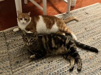 Toast & Butter—bonded pair -  Domestic Short Hair Cat for Adoption in Los Altos, California - Toast & Butter—bonded Pair | PetCurious