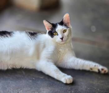 Aero -  Domestic Short Hair Cat for Adoption in Flint Hill, Virginia - Aero | PetCurious