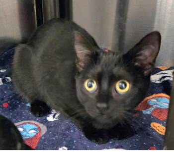 Domestic Short Hair Cats Available for Adoption in Holbrook, New York - BRIDGITTE | PetCurious