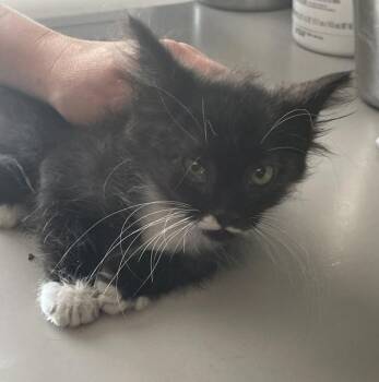 Mr Buttons -  Domestic Medium Hair Cat for Adoption in Salt Lake City, Utah - Mr Buttons | PetCurious
