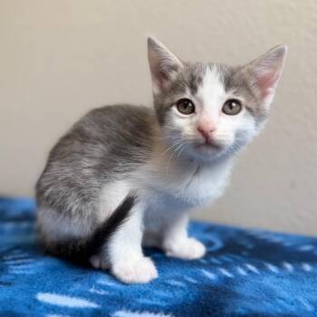 Lamb -  Domestic Short Hair Cat for Adoption in Cody, Wyoming - Lamb | PetCurious