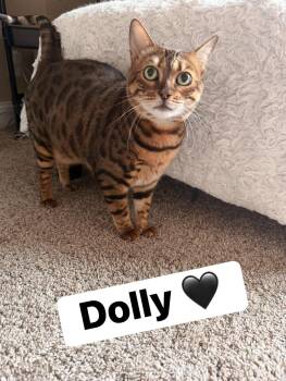 Dolly -  Bengal Cat for Adoption in Clarksville, Tennessee - Dolly | PetCurious