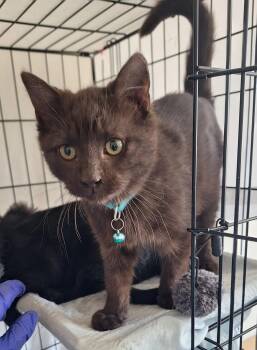 Domestic Short Hair Cats Available for Adoption - Green | PetCurious