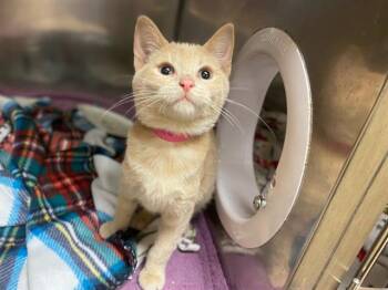Domestic Short Hair Cats Available for Adoption in Fort Wayne, Indiana - GISELLE | PetCurious