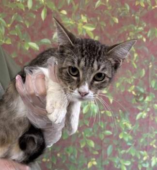 Paprika -  Domestic Short Hair Cat for Adoption in San Antonio, Texas - Paprika | PetCurious