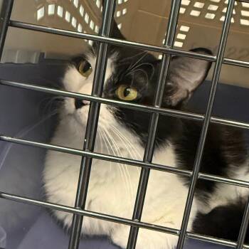 Liz -  Domestic Medium Hair Cat for Adoption in Sand Springs, Oklahoma - Liz | PetCurious