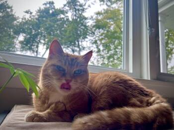 Bebe -  Domestic Short Hair Cat for Adoption in Plainfield, Illinois - Bebe | PetCurious