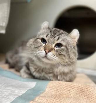 Rorik -  Domestic Short Hair Cat for Adoption in Montreal, Quebec - Rorik | PetCurious