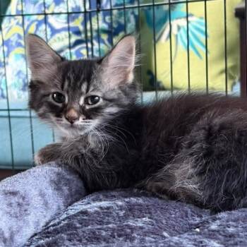 Sasha -  Tabby and Domestic Medium Hair Cat Available for Adoption in Grand Rapids, Michigan - Sasha | PetCurious