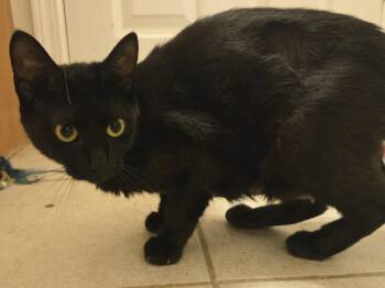Shadow -  Domestic Short Hair Cat for Adoption in Concord, Ohio - Shadow | PetCurious