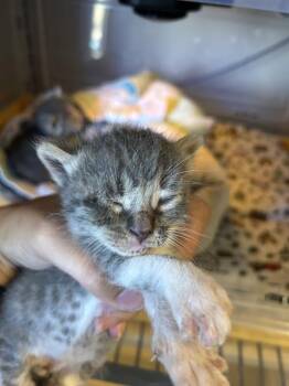 A613315 -  Domestic Medium Hair Cat for Adoption in Modesto, California - A613315 | PetCurious