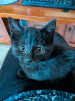 Rescue Domestic Medium Hair Cats for Adoption in Racine, Wisconsin - Magnificent 6 Kittens | PetCurious