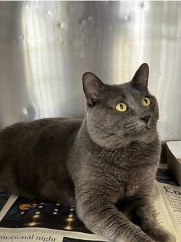 Rescue Russian Blue Cats for Adoption in Beverly Hills, California - Milo | PetCurious