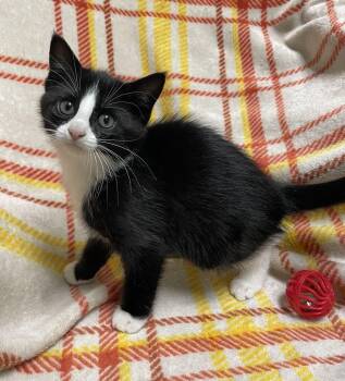 Hazel -  Domestic Short Hair Cat for Adoption in Jackson, Michigan - Hazel | PetCurious