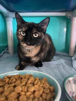 Rescue Domestic Short Hair Cats for Adoption in Key West, Florida - Rosaline | PetCurious