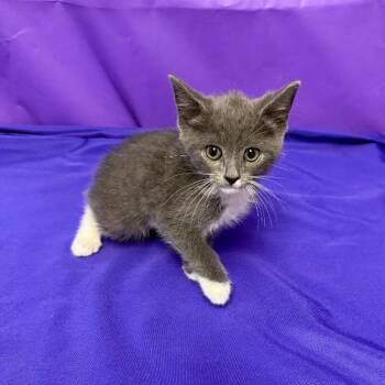 Gideon -  Domestic Short Hair Cat for Adoption in North Myrtle Beach, South Carolina - Gideon | PetCurious