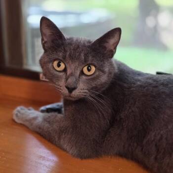 Marsai -  Domestic Short Hair Cat for Adoption in Lynchburg, Virginia - Marsai | PetCurious