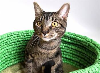 HARRIS -  Domestic Short Hair Cat for Adoption in Fort Lauderdale, Florida - HARRIS | PetCurious
