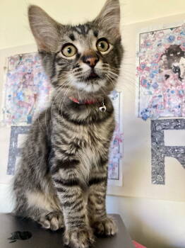 Rescue Domestic Medium Hair and Maine Coon Cats for Adoption in San Jose, California - Almaden | PetCurious