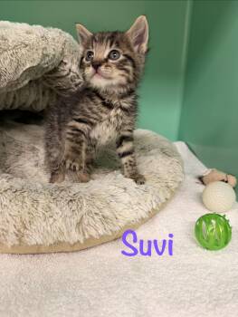 Suvi -  Tabby Cat for Adoption in Crescent City, California - Suvi | PetCurious