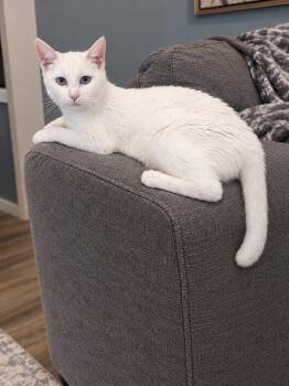 CoCo Chanel -  Domestic Short Hair and Siamese Cat for Adoption in Claridge, Pennsylvania - CoCo Chanel | PetCurious
