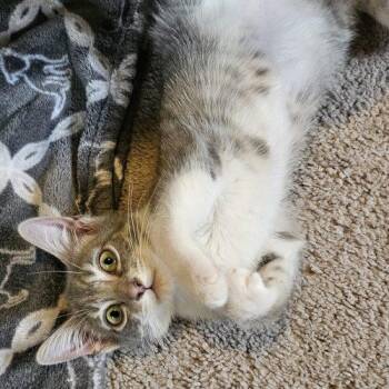 Chloe -  Tabby and Domestic Short Hair Cat for Adoption in Knoxville, Tennessee - Chloe | PetCurious
