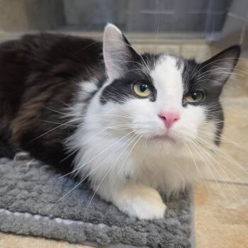 Domestic Long Hair Cats Available for Adoption in Rochester, Minnesota - Mittens | PetCurious