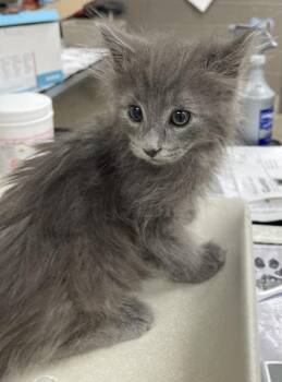 Hector -  Domestic Medium Hair and Domestic Short Hair Cat for Adoption in Westland, Michigan - Hector | PetCurious