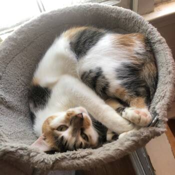 Rescue Domestic Short Hair Cats for Adoption in Decatur, Georgia - RuPaul (I Have A Secret Crush!) | PetCurious