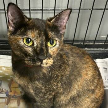 Domestic Short Hair Cats Available for Adoption - Minx | PetCurious
