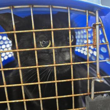 Ticker -  Domestic Short Hair Cat for Adoption in Newark, New Jersey - Ticker | PetCurious