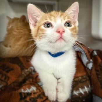 Amber (blue collar) -  Domestic Short Hair Cat for Adoption in Redwood City, California - Amber (blue Collar) | PetCurious