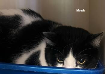 Rescue Domestic Short Hair Cats for Adoption in Windsor, Connecticut - Mooch | PetCurious