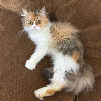 Maine Coon and Persian Cats Available for Adoption in Brampton, Ontario - Tea Rose- Very Beautiful See | PetCurious