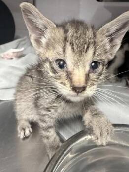 Domestic Medium Hair and Domestic Short Hair Cats Available for Adoption in Gastonia, North Carolina - Maisy | PetCurious