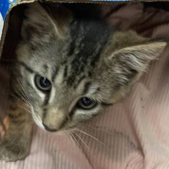 Domestic Medium Hair Cats Available for Adoption in Marion, Illinois - Makayla | PetCurious
