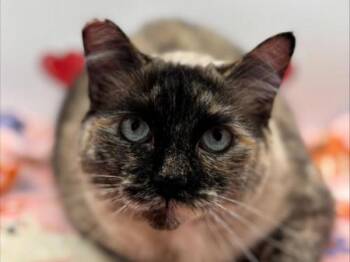 Domestic Short Hair Cats Available for Adoption - Denver | PetCurious