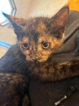 Chai -  Domestic Short Hair Cat for Adoption in Thompson Falls, Montana - Chai | PetCurious