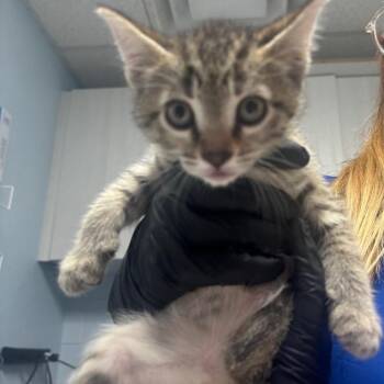 Queens -  Domestic Short Hair Cat for Adoption in Riverside, California - Queens | PetCurious