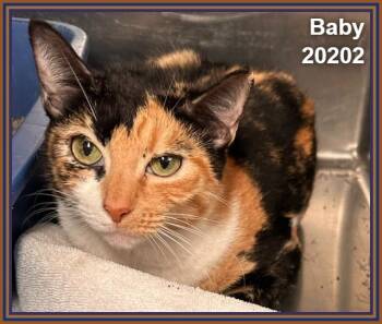 BABY -  Domestic Short Hair and Calico Cat for Adoption in Marietta, Georgia - BABY | PetCurious