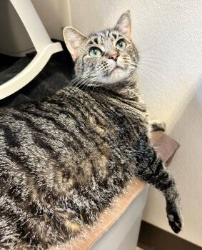 Rescue Domestic Short Hair Cats for Adoption in Fremont, Ohio - Venus | PetCurious