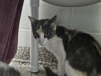 PUMPKIN -  Domestic Short Hair Cat for Adoption in Colorado Springs, Colorado - PUMPKIN | PetCurious