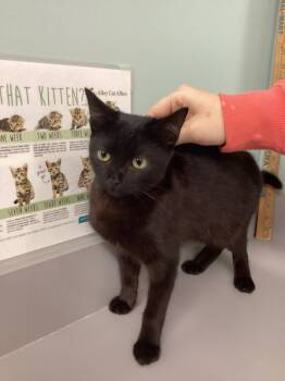 Rescue Domestic Short Hair Cats for Adoption in Athens, Tennessee - Ranger | PetCurious