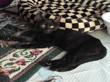 *PEPPER -  Domestic Short Hair Cat for Adoption in Woodland, California - *PEPPER | PetCurious