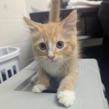 Rascal -  Domestic Medium Hair Cat for Adoption in Evansville, Indiana - Rascal | PetCurious