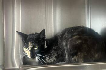 Domestic Short Hair Cats Available for Adoption in Tustin, California - GEMINI | PetCurious