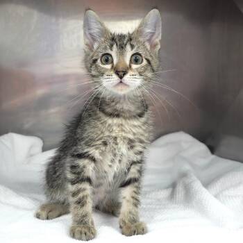 Spookleberry (grey collar) -  Domestic Short Hair Cat for Adoption in Michigan City, Indiana - Spookleberry (grey Collar) | PetCurious