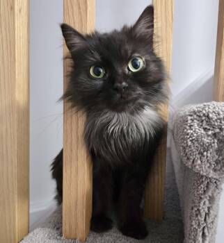 Domestic Long Hair and Maine Coon Cats Available for Adoption in Vaughan, Ontario - Willow | PetCurious